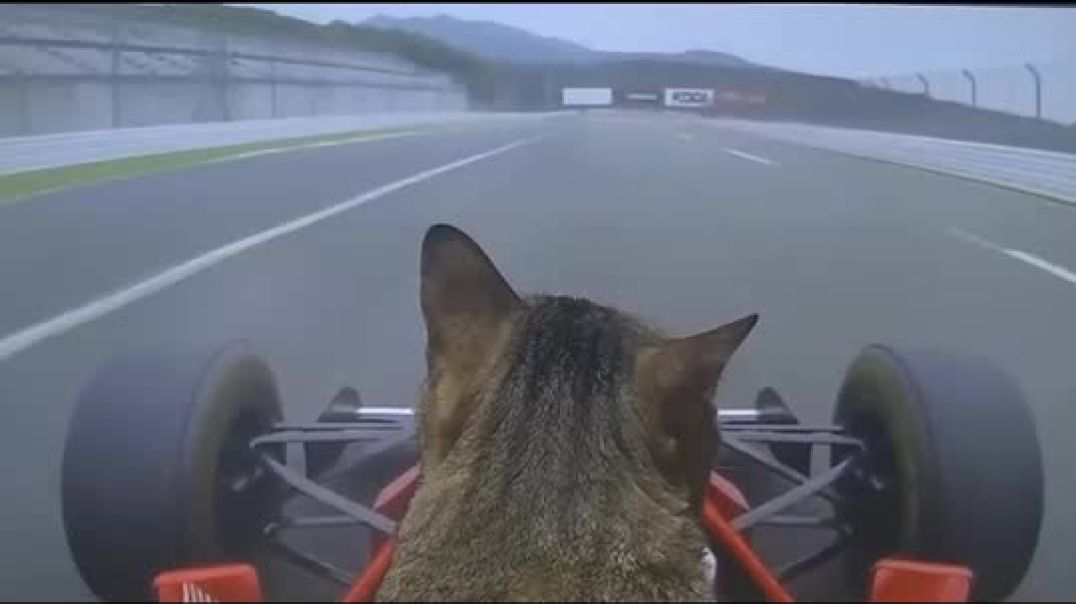 ⁣F1 Kitty