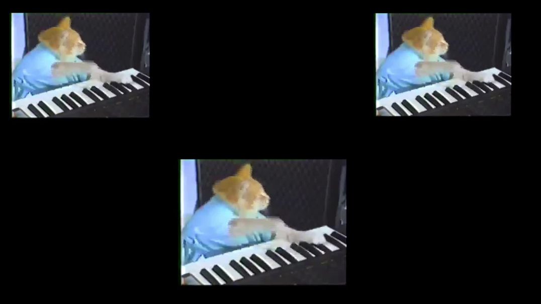 Cat piano player